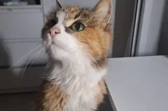 Кошка найдена, Московская ул., Кохма