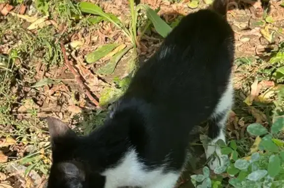 Кемерово: найдена черно-белая кошка