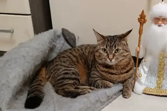 Пропала кошка, ул. Мира 25, Северодвинск