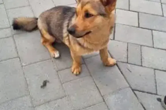 Собака найдена на Лазурной, Барнаул