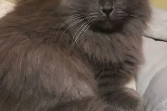 Кошки потеряшки, Минск, фото: Потеряшка кошка, ул. Алибегова, Минск