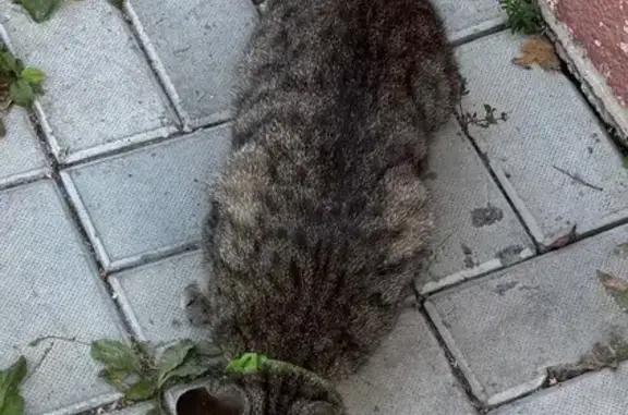 Кошка найдена: ул. Волкова 59, Казань