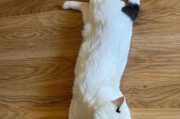 Кошки потеряшки, Наро-Фоминск, фото: Потеряшка кошка, Мичуринская 25, Наро-Фоминск