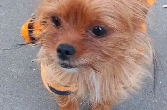 Собаки потеряшки, Егорьевск, фото: Потеряшка рыжая собака, Егорьевск, 3