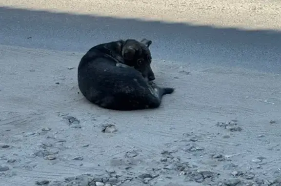 Найдена собака, Иваново, фото: Собака найдена: 10-й проезд, 24/2, Иваново