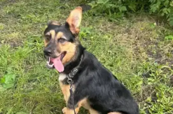 Найдена собака, Уфа, фото: Собака найдена, ул. Кирова 1, Уфа