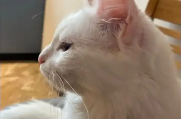 Объявления о пропавших и найденных животных, Владикавказ, фото: Пропала кошка на ул. Зураба Магкаева, 12