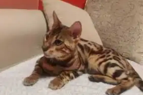 Бенгальская кошка найдена, Кемеровская 114