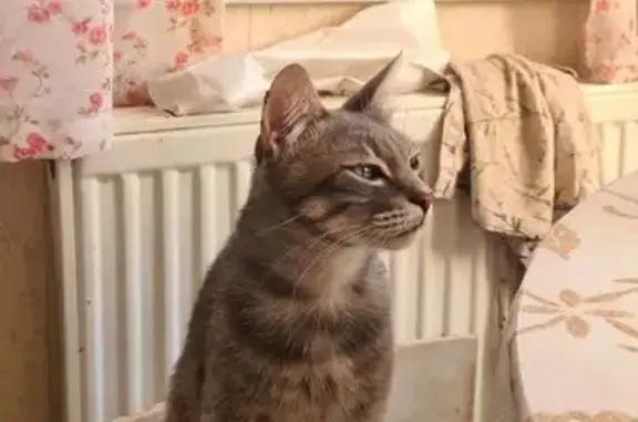 Кошки потеряшки, Славянск-на-Кубани, фото: Потеряшка кошка, Проточная ул. 126, СнК