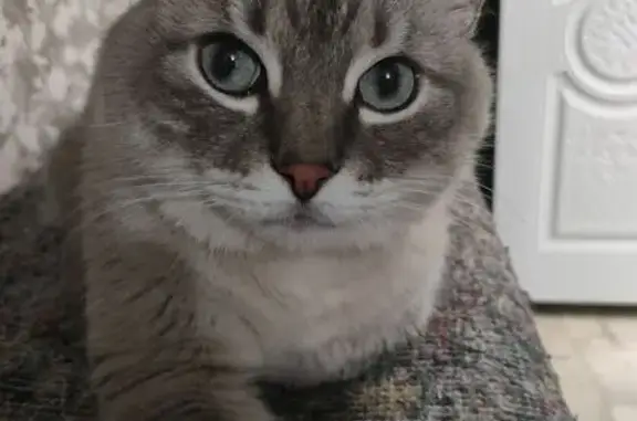 Кошки потеряшки, Ульяновск, фото: Потеряшка кот Барсик, Ленинского Комсомола 42