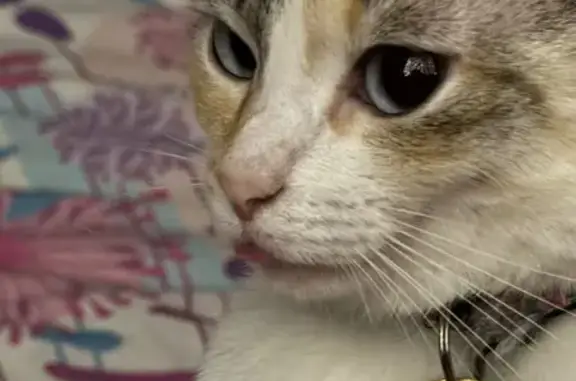 Кошки потеряшки, Нижний Новгород, фото: Потеряшка кошка, Студенческая 4, НН