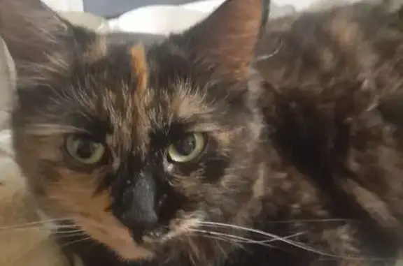 Пропала кошка, 2, Горбунки