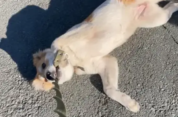 Найдена собака, Новосибирск, фото: Щенок найден: Кедровая ул., Новосибирск