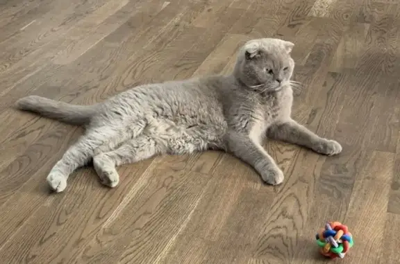 Пропала кошка, Краснодар, Малиновая 280