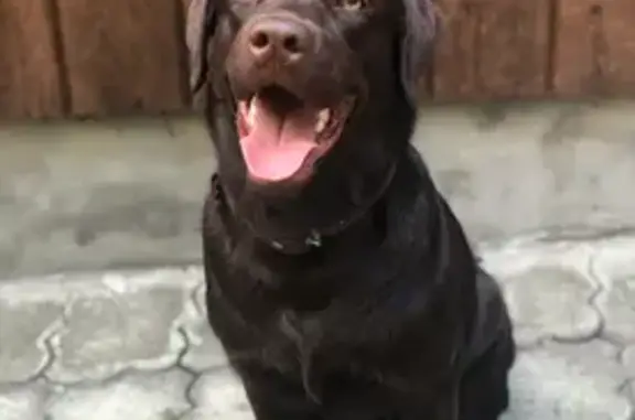 Собаки потеряшки, Горячеводский, фото: Потеряшка собака на Лысенковской улице