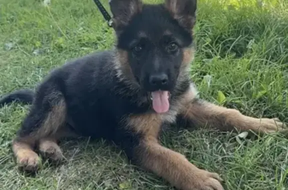 Найдена собака, Московская область, фото: Собака найдена: Жаворонки, МО