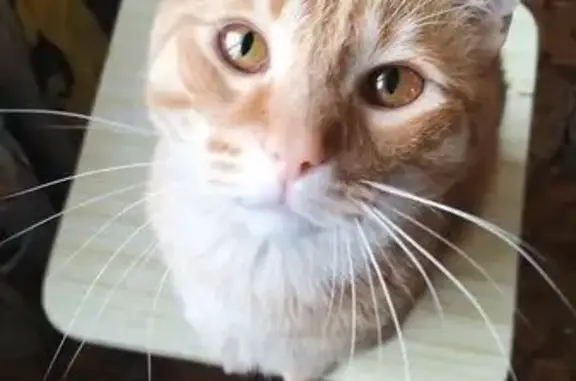 Кошки потеряшки, Уфа, фото: Потеряшка кот, Уфа, Башкортостан