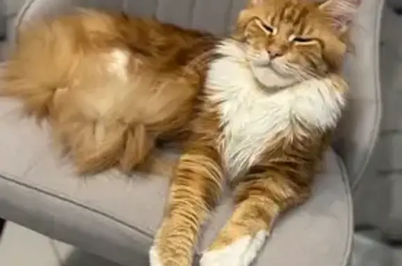 Пропала кошка в Нижегородской области