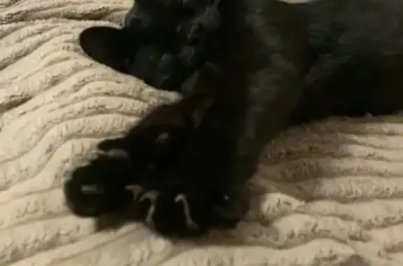 Найдена черная кошка, 15-я Парковая 40к2