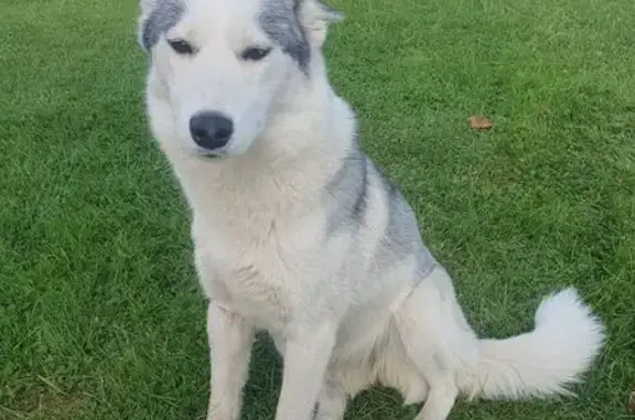 Найдена собака, Тульская область, фото: Лайка найдена в Ладерево, Тульская обл.