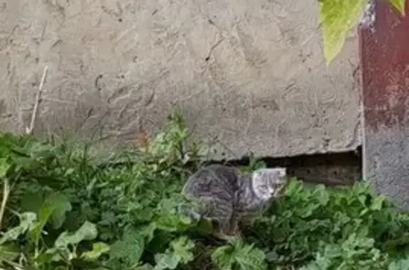 Найдена кошка, Иваново, фото: Кошка найдена: Велижская 12, Иваново