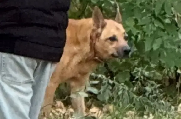 Собака в парке Покровское-Стрешнево, Москва