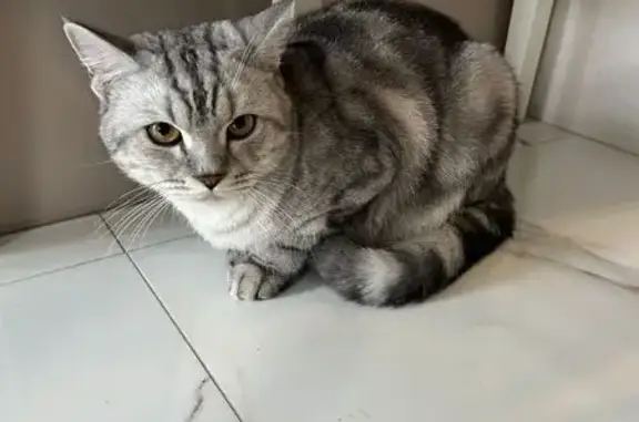 Кошка найдена, ул. Мамина-Сибиряка 71