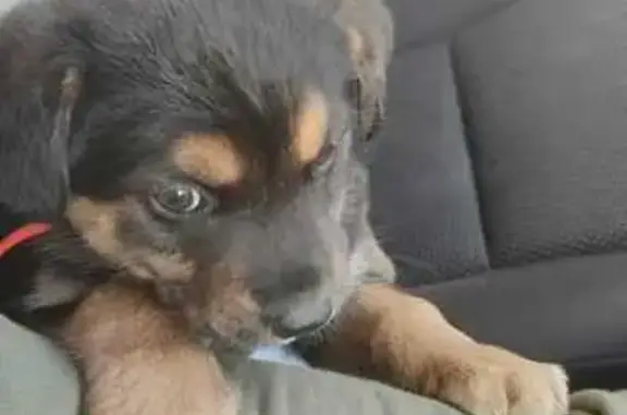 Найдена собака, Нижневартовск, фото: Собака найдена: Лопарева 34, Нижневартовск