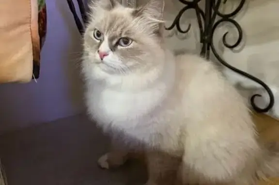 Пропала кошка, ул. Крыгина 144, Владивосток