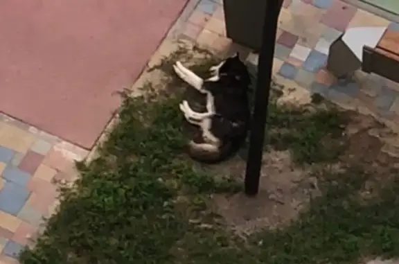 Найден хаски, Берберовская ул., Ростов-на-Дону