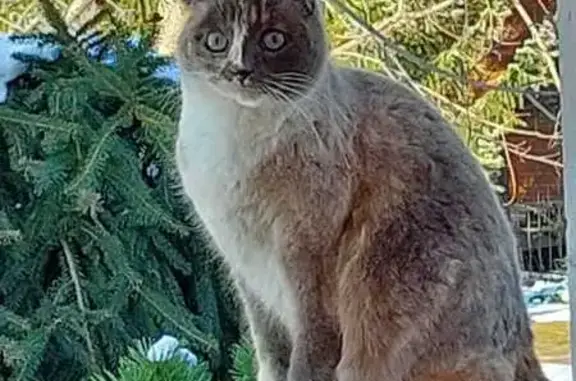Пропала кошка, Богородская 11, Пучково