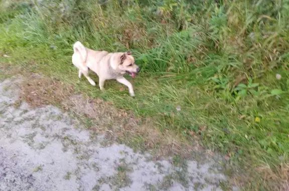Найдена собака, Деревнищи, фото: Собака найдена в Деревнищах, 46Н-01978