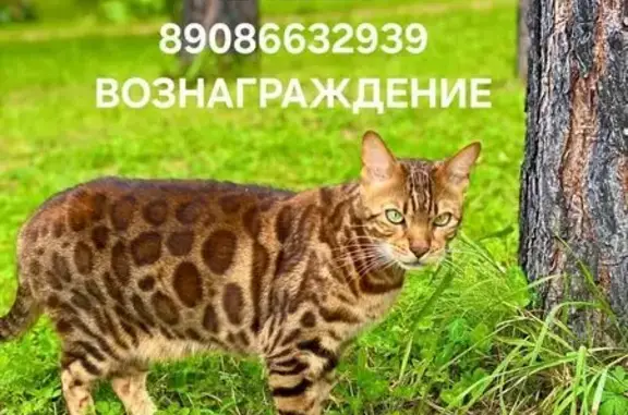 Пропала кошка, Красногвардейская, Иркутск