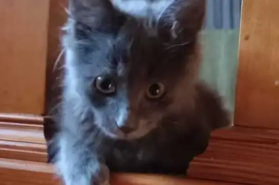 Найдена кошка, Набережные Челны, фото: Котенок найден: Залесный пр., 27, Н. Челны