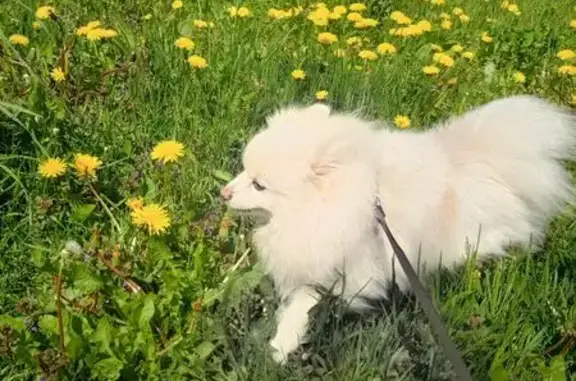 Пропала собака, Перхушково, МО