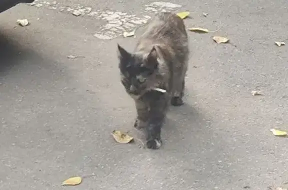 Найдена кошка, 3-я Карачаровская ул., 12 к2