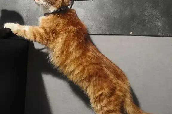 Кошка найдена: Западный Обход, 65А, Краснодар