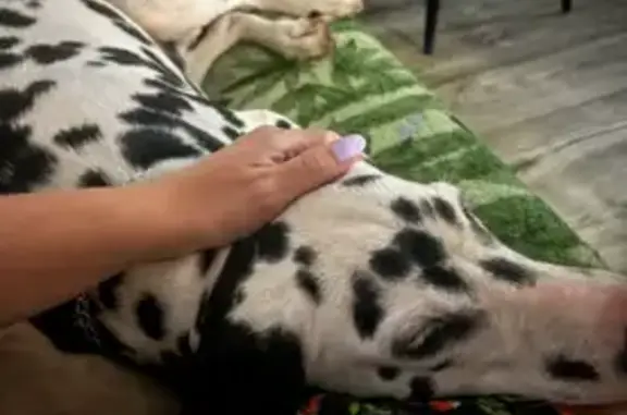 Пропала собака, ул. Мира, 8А, Маркова