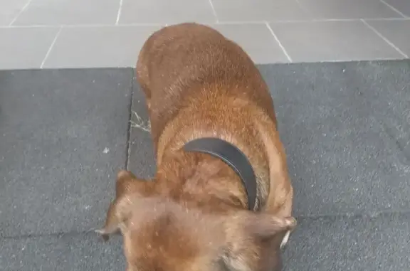 Найдена собака, Ленинградская область, фото: Найдена Такса, Рахьинское пос., Ленобласть