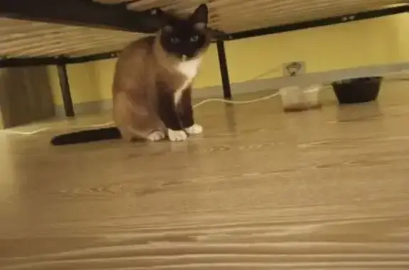 Найдена кошка, Балашиха, фото: Найдена кошка на ул. Солнечная, 9, Балашиха