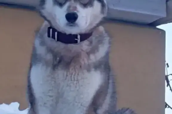 Собаки потеряшки, Петрозаводск, фото: Потеряшка хаски, ул. Серафимовича, 6