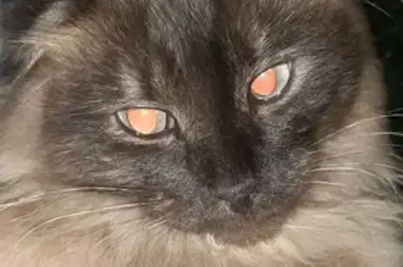Пропала сиамская кошка, Горького 17, Полевской