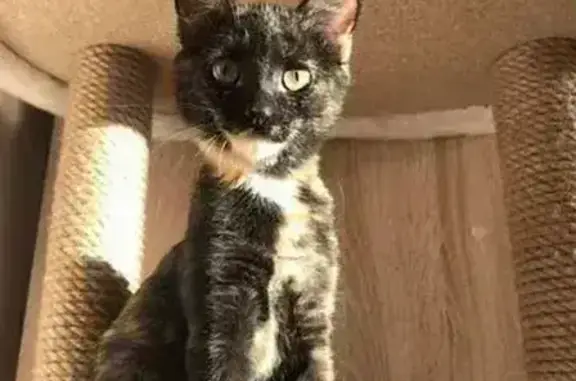 Кошка найдена: Сиреневый б-р, 63, Москва