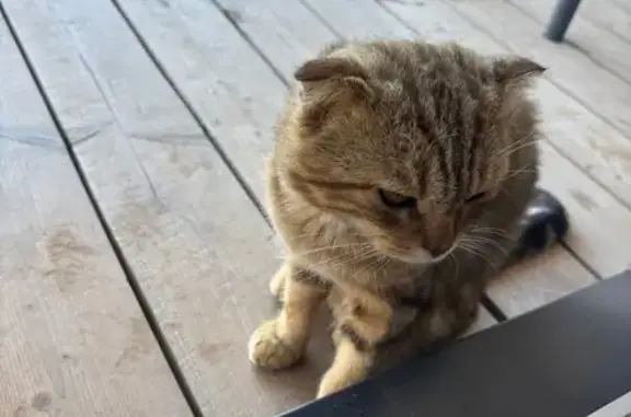 Найдена кошка, Избербаш, фото: Кошка на ул. О. А. Межлумова, 101, Избербаш