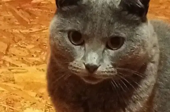 Кошки потеряшки, Ивановская область, фото: Потеряшка кошка, Дегтярёво, Ивановская обл.