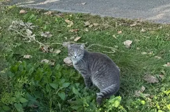 Найдена кошка, Тюмень, фото: Кошка найдена, Холодильная ул., Тюмень