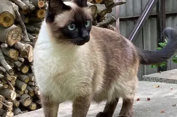 Кошки потеряшки, городской округ Новочеркасск, фото: Потеряшка тайская кошка, Московская 37