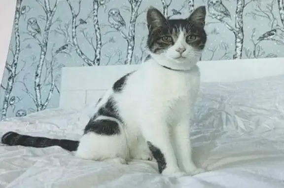 Кошки потеряшки, Артём, фото: Потеряшка кошка, Артём, ул. Шевцовой, 7