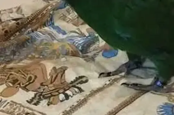 Потерянные животные , фото: Пропал попугай, Романовское шоссе, Советское