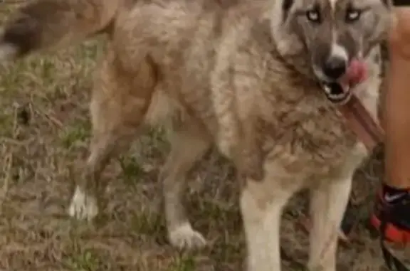 Собаки потеряшки, Смоленка, фото: Потеряшка хаска, Смоленка, Забайкалье